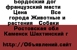 Бордоский дог ( французский масти)  › Цена ­ 50 000 - Все города Животные и растения » Собаки   . Ростовская обл.,Каменск-Шахтинский г.
